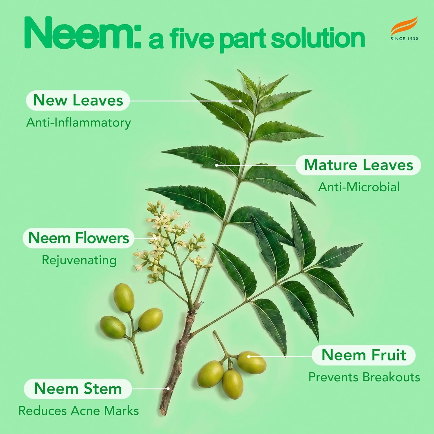 Purifying Neem Face Serum | 2% Natural Salicylic Acid & Cica & Neem | Reduces Acne & Acne Marks | Tightens pores & soothes inflammation | Made with 98% Natural Origin Ingredients | Made for thumbnail