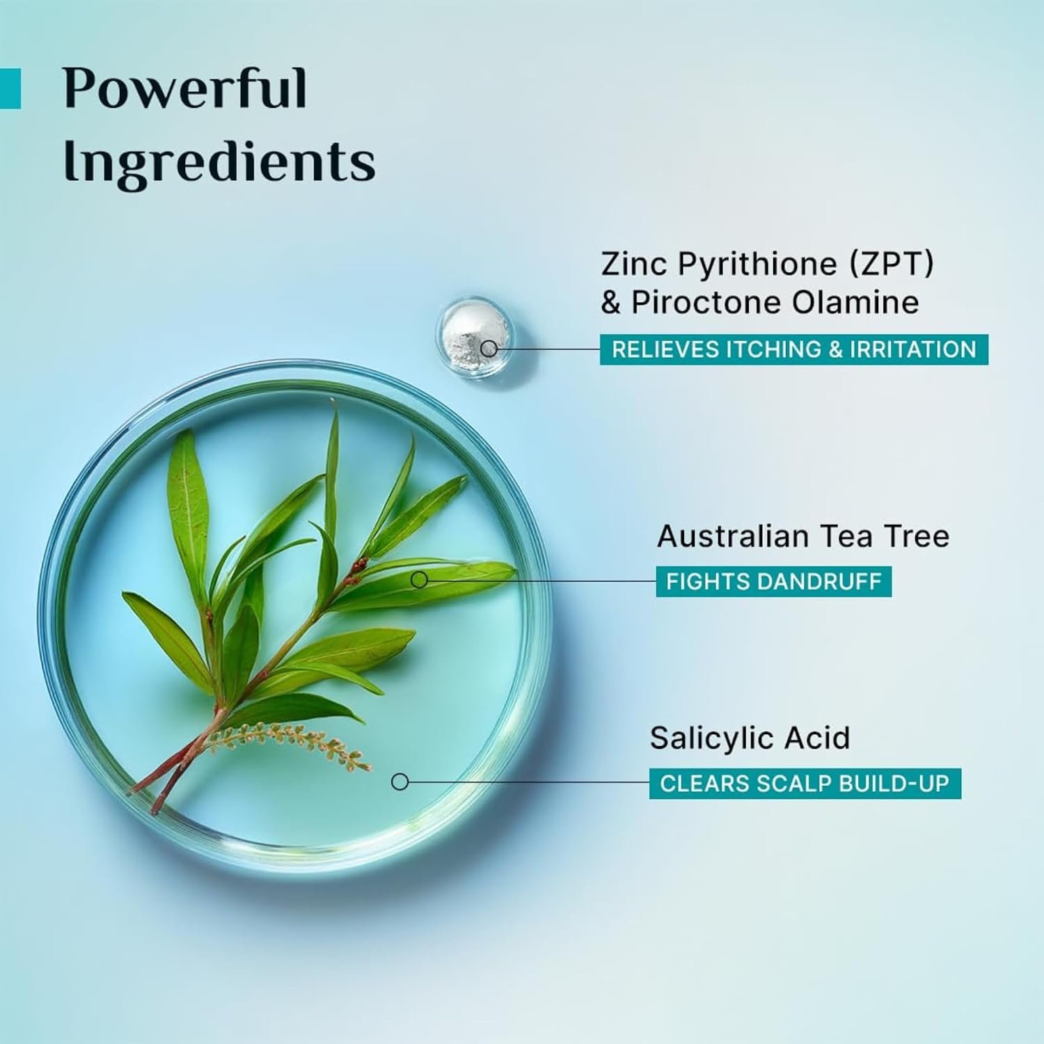 Pilgrim Australian Tea Tree Non-Drying Anti-Dandruff Shampoo - 200ml Salicylic Acid, Reduces Visible Flakes from 1st Wash, Prevent Dandruff Reccurence, Non-Drying Scalp Cleanse, All Hair Typ thumbnail