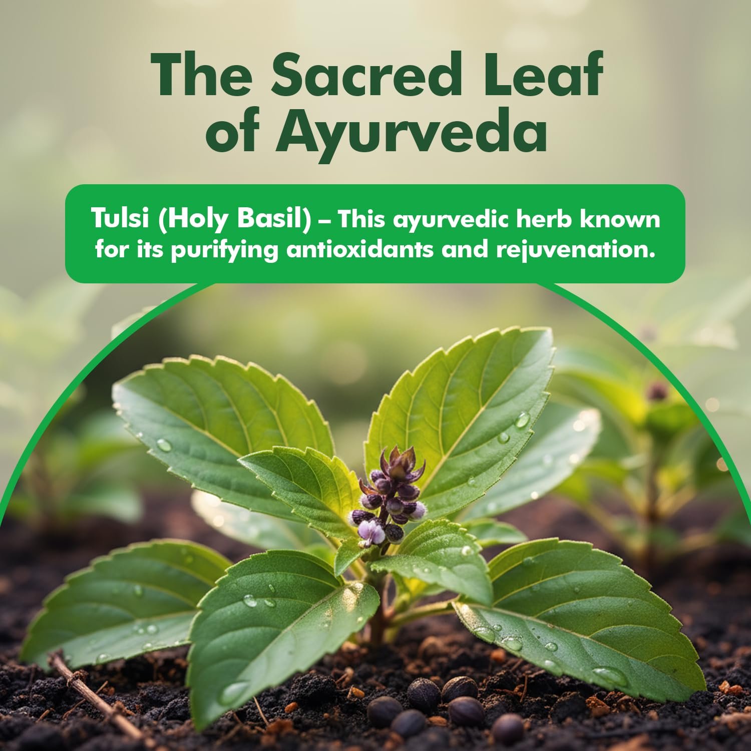 Baidyanath Ayurved Tulsi Tablets - 60 Tab|Helps in Boosts Immunity | Helpful in Cough & Cold (Pack of 1) thumbnail