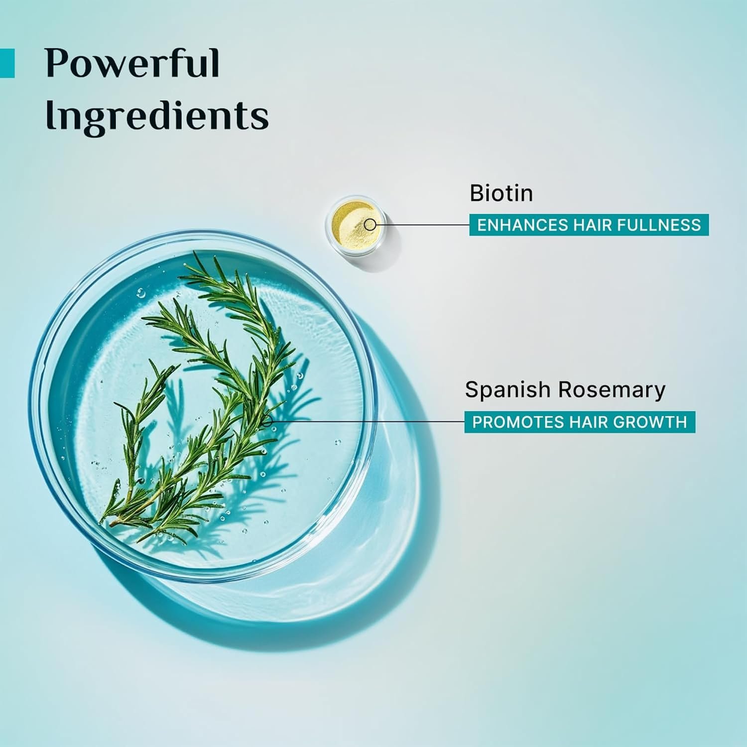Pilgrim Spanish Rosemary & Biotin Anti Hairfall Conditioner for Reducing Hair Loss & Breakage | Upto 95% stronger hairs | Suitable for all hair types | For Men & Women 180ml thumbnail